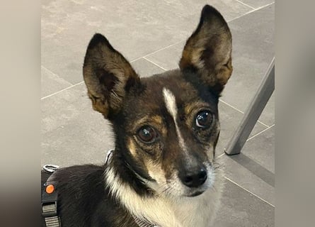 kleine Herzensbrecherin SAMI - 5 Jahre, 25cm - Chihuahua-Mix