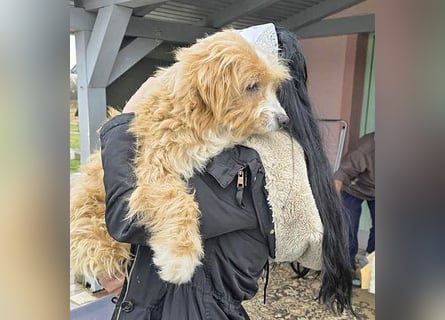 (R)* ❤️ kleiner Herzensbrecher HOPI - 1,5 Jahre, 25cm/5,5kg - Mischling