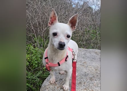 Mimmo und Mimma: Seniorenpärchen will zusammen bleiben