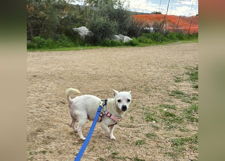 Mimma: vom Sofa ins Tierheim - und jetzt?