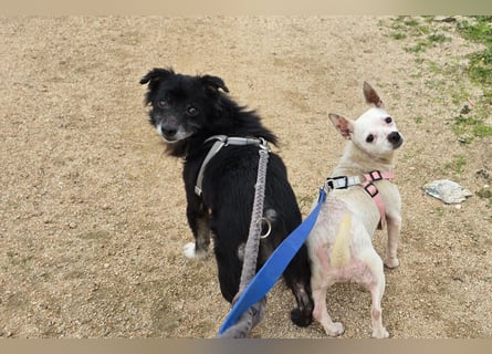 Mimmo und Mimma: Seniorenpärchen will zusammen bleiben