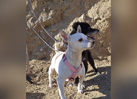 Mimma: vom Sofa ins Tierheim - und jetzt?