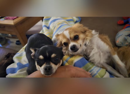 Prinzessin sucht ein Zuhause als Einzelprinzessin