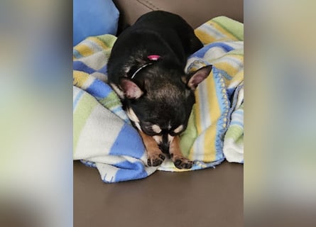 Prinzessin sucht ein Zuhause als Einzelprinzessin