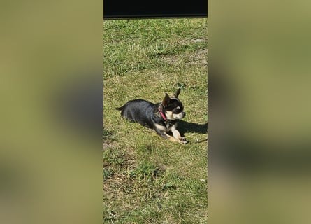Prinzessin sucht ein Zuhause als Einzelprinzessin