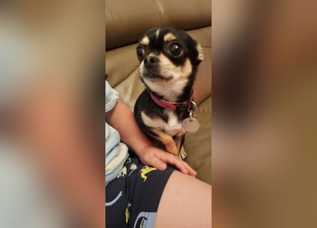 Prinzessin sucht ein Zuhause als Einzelprinzessin