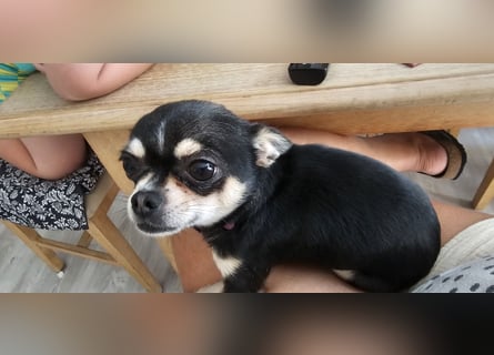 Prinzessin sucht ein Zuhause als Einzelprinzessin