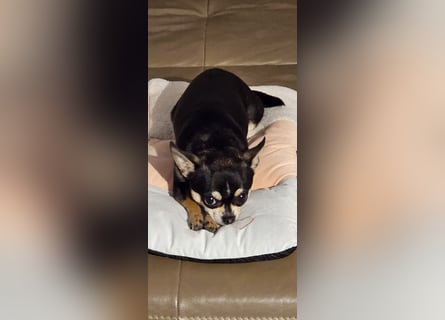 Prinzessin sucht ein Zuhause als Einzelprinzessin