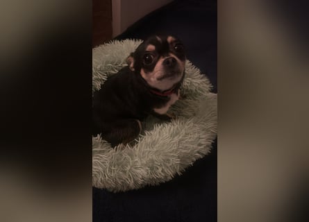 Prinzessin sucht ein Zuhause als Einzelprinzessin