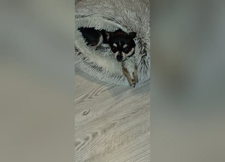 Prinzessin sucht ein Zuhause als Einzelprinzessin