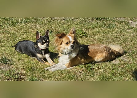 Prinzessin sucht ein Zuhause als Einzelprinzessin