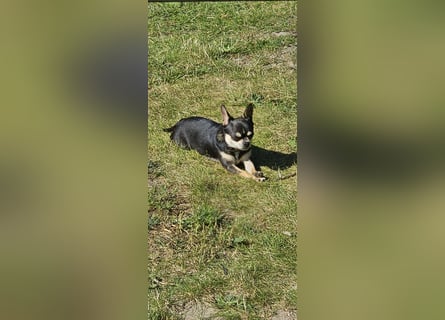 Prinzessin sucht ein Zuhause als Einzelprinzessin
