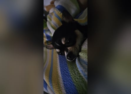 Prinzessin sucht ein Zuhause als Einzelprinzessin