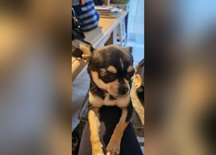 Prinzessin sucht ein Zuhause als Einzelprinzessin