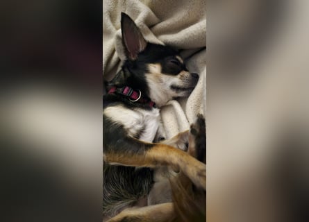 Prinzessin sucht ein Zuhause als Einzelprinzessin