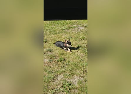 Prinzessin sucht ein Zuhause als Einzelprinzessin