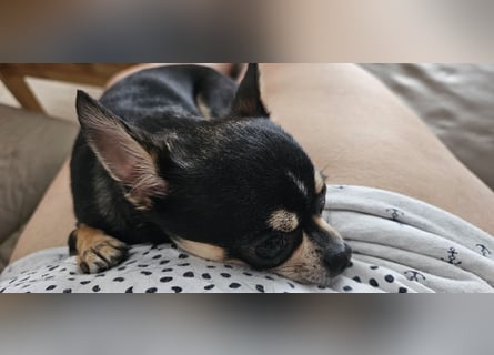 Prinzessin sucht ein Zuhause als Einzelprinzessin