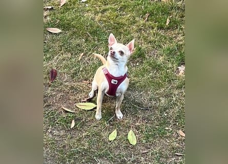 Chihuahua