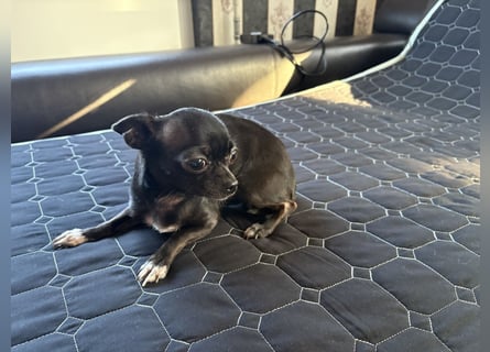 Chihuahua Hündin kurzhaar sehr kleinbleibend 16 Monate alt