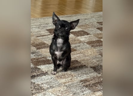 Chihuahua Hündin kurzhaar sehr kleinbleibend 16 Monate alt