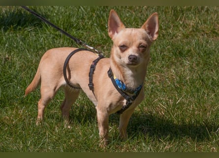 Madita - zuckersüßes Hundemädchen - Tierhilfe Franken e.V.