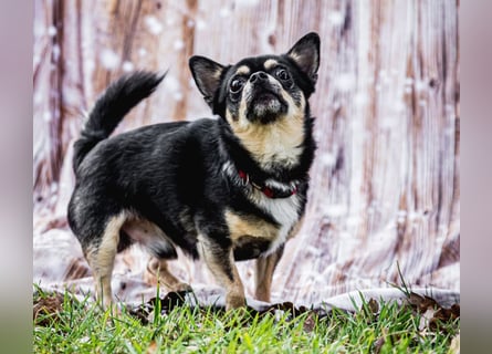 Dobby-Chi - möchte mit Füri zusammenbleiben - Tierhilfe Franken e.V.