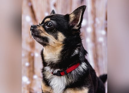 Dobby-Chi - möchte mit Füri zusammenbleiben - Tierhilfe Franken e.V.