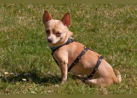 Madita - zuckersüßes Hundemädchen - Tierhilfe Franken e.V.