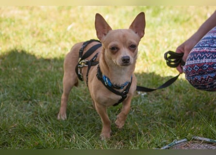 Madita - zuckersüßes Hundemädchen - Tierhilfe Franken e.V.