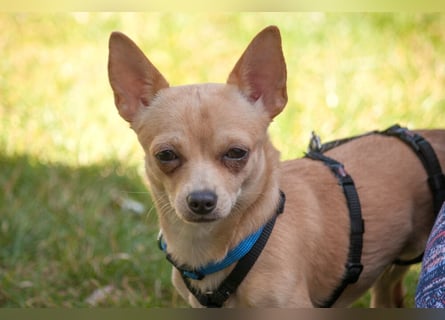 Madita - zuckersüßes Hundemädchen - Tierhilfe Franken e.V.