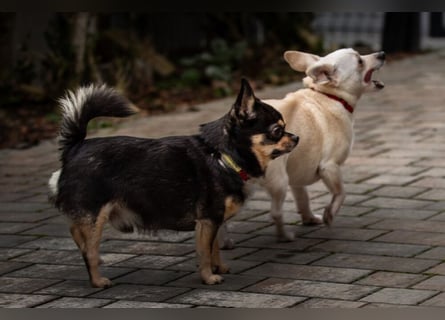 Dobby-Chi - möchte mit Füri zusammenbleiben - Tierhilfe Franken e.V.