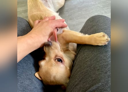 Madita - zuckersüßes Hundemädchen - Tierhilfe Franken e.V.