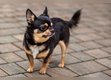 Dobby-Chi - möchte mit Füri zusammenbleiben - Tierhilfe Franken e.V.