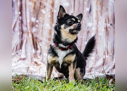 Dobby-Chi - möchte mit Füri zusammenbleiben - Tierhilfe Franken e.V.