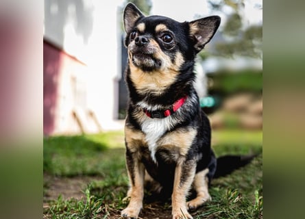 Dobby-Chi - möchte mit Füri zusammenbleiben - Tierhilfe Franken e.V.