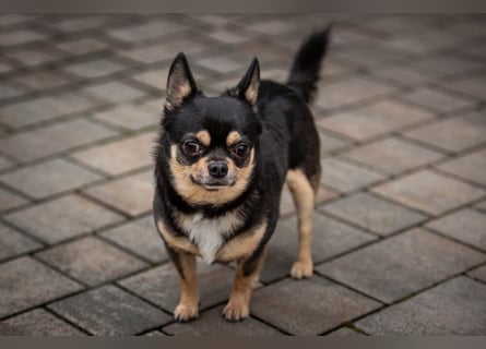 Dobby-Chi - möchte mit Füri zusammenbleiben - Tierhilfe Franken e.V.