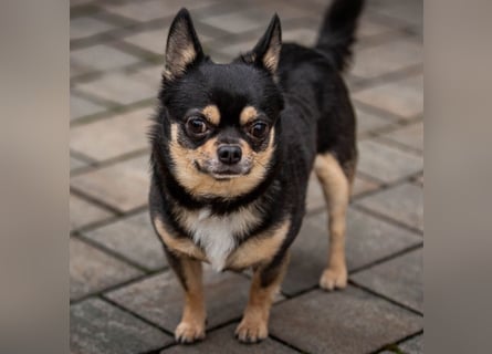 Dobby-Chi - möchte mit Füri zusammenbleiben - Tierhilfe Franken e.V.