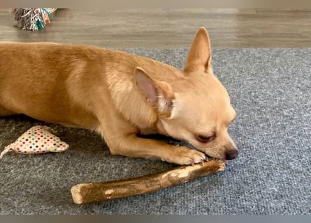 Madita - zuckersüßes Hundemädchen - Tierhilfe Franken e.V.