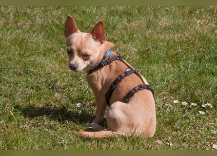 Madita - zuckersüßes Hundemädchen - Tierhilfe Franken e.V.