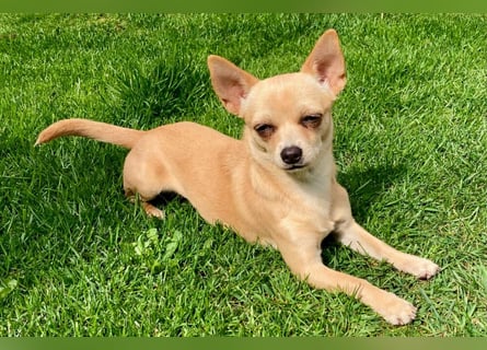 Madita - zuckersüßes Hundemädchen - Tierhilfe Franken e.V.