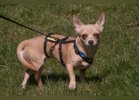 Madita - zuckersüßes Hundemädchen - Tierhilfe Franken e.V.