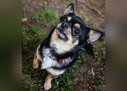 Dobby-Chi - möchte mit Füri zusammenbleiben - Tierhilfe Franken e.V.