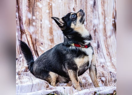 Dobby-Chi - möchte mit Füri zusammenbleiben - Tierhilfe Franken e.V.