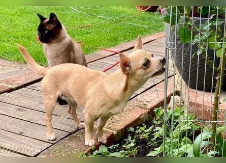 Madita - zuckersüßes Hundemädchen - Tierhilfe Franken e.V.