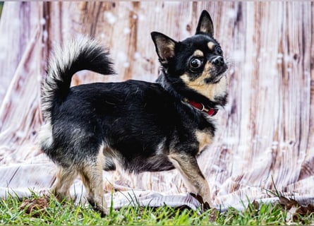 Dobby-Chi - möchte mit Füri zusammenbleiben - Tierhilfe Franken e.V.