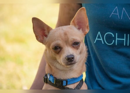 Madita - zuckersüßes Hundemädchen - Tierhilfe Franken e.V.