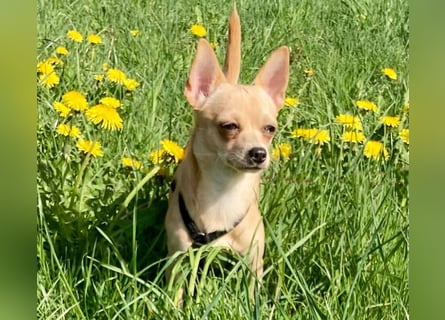 Madita - zuckersüßes Hundemädchen - Tierhilfe Franken e.V.