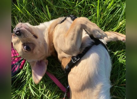 Madita - zuckersüßes Hundemädchen - Tierhilfe Franken e.V.