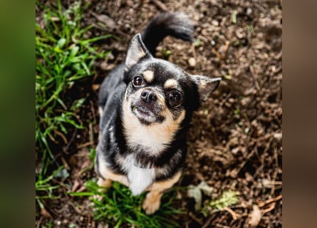 Dobby-Chi - möchte mit Füri zusammenbleiben - Tierhilfe Franken e.V.