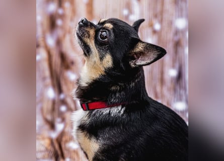 Dobby-Chi - möchte mit Füri zusammenbleiben - Tierhilfe Franken e.V.